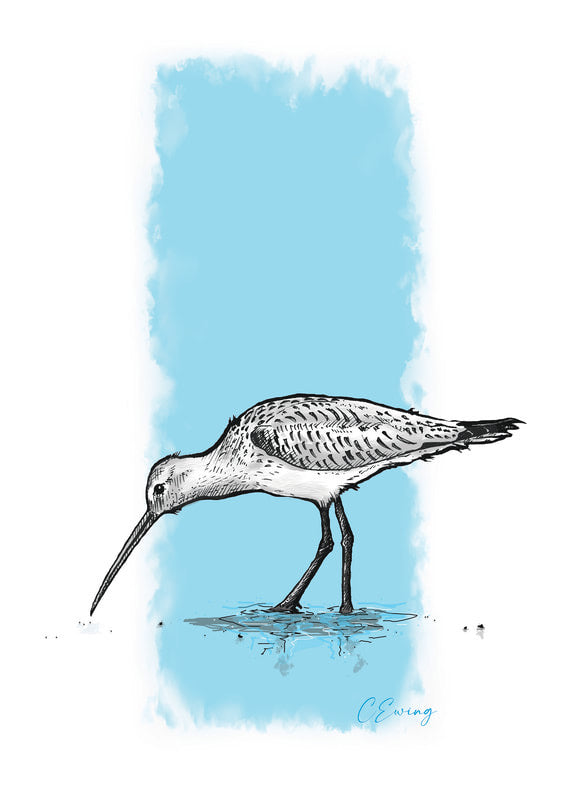 Curlew print- A4 plus mount