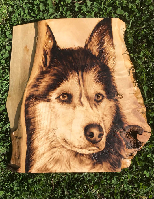 Husky pet portrait