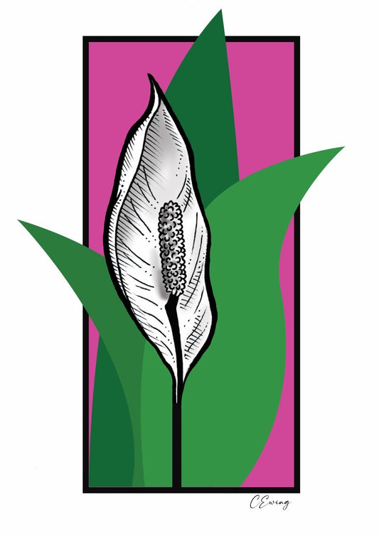 Peace lily illustration 10” x 8”