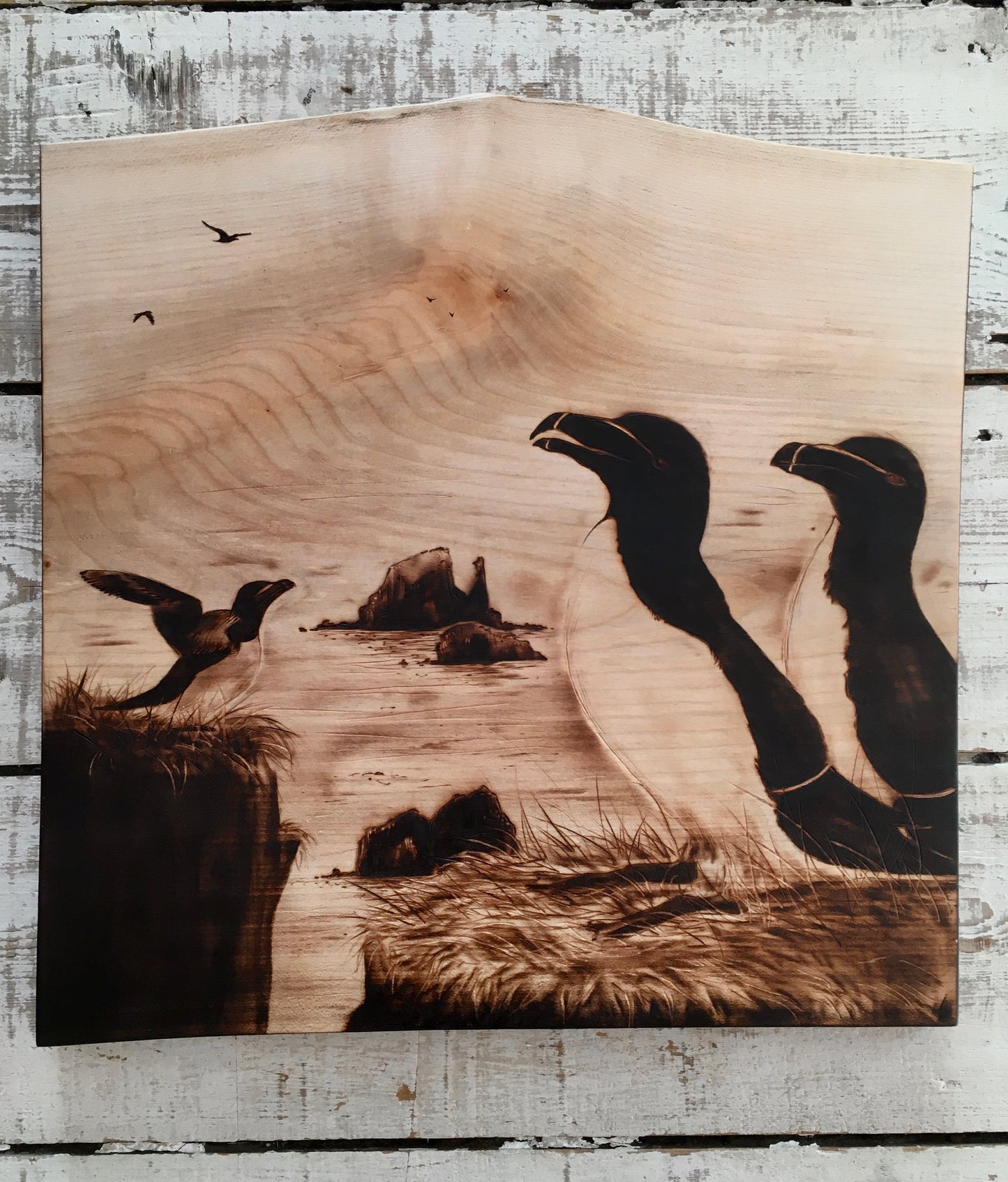 3 razorbills wall decor-one of a kind